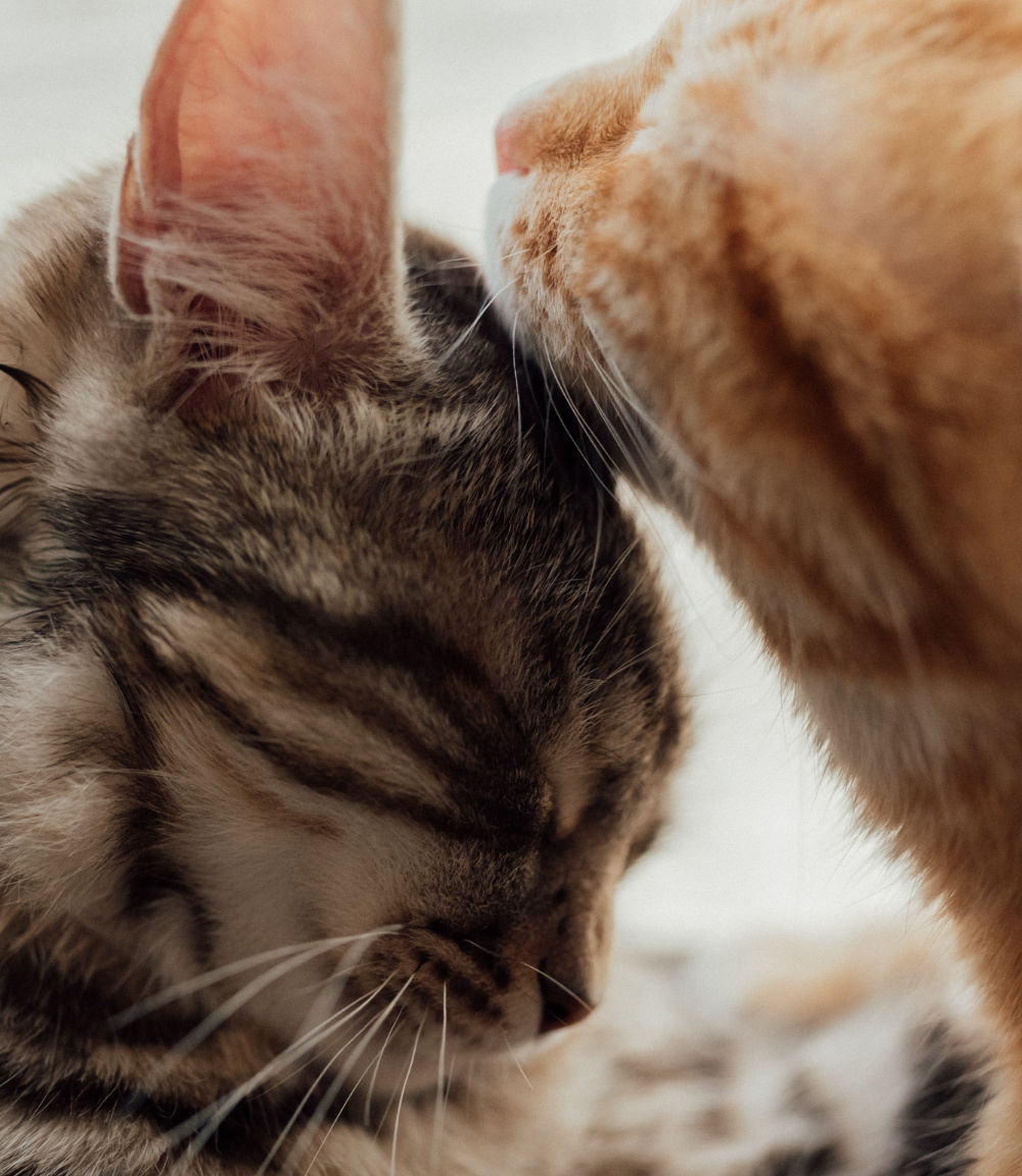 Gatitos